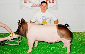 13 2nd Place barrow Iowa State Fair