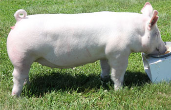 13 Four Time Grand or Reserve Light Cross Gilt ISJS Circuit