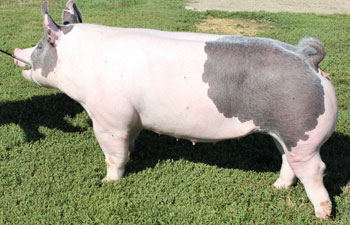 13 Grand Market Gilt Guthrie County