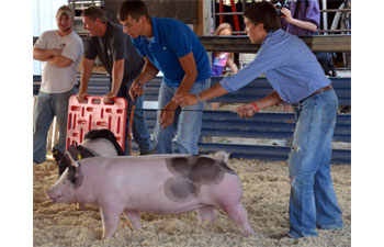 Gisbon Showpigs Champion