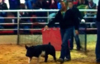 13 CHampion Purebred Barrow NBS Junior Barrow Classic