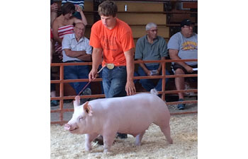 13 CHampion Purebred Barrow NBS Junior Barrow Classic