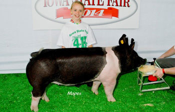 13 CHampion Purebred Barrow NBS Junior Barrow Classic