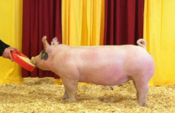 13 CHampion Purebred Barrow NBS Junior Barrow Classic