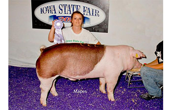 13 CHampion Purebred Barrow NBS Junior Barrow Classic