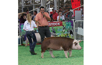 13 CHampion Purebred Barrow NBS Junior Barrow Classic