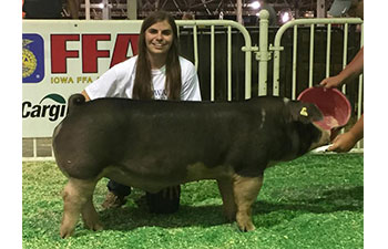 13 CHampion Purebred Barrow NBS Junior Barrow Classic