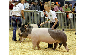 13 CHampion Purebred Barrow NBS Junior Barrow Classic