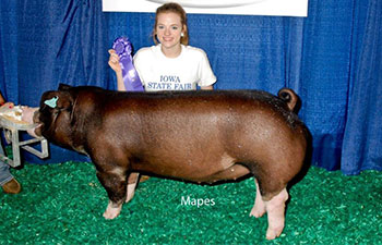 13 CHampion Purebred Barrow NBS Junior Barrow Classic