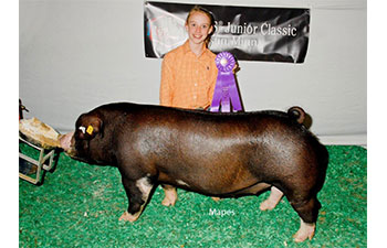 13 CHampion Purebred Barrow NBS Junior Barrow Classic