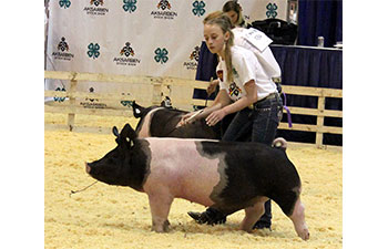 13 CHampion Purebred Barrow NBS Junior Barrow Classic