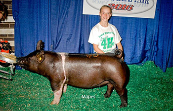 13 CHampion Purebred Barrow NBS Junior Barrow Classic