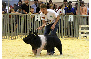 13 CHampion Purebred Barrow NBS Junior Barrow Classic