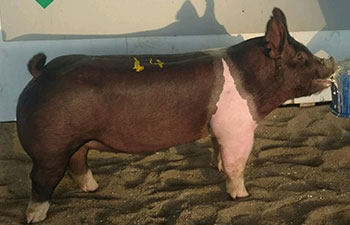 13 CHampion Purebred Barrow NBS Junior Barrow Classic