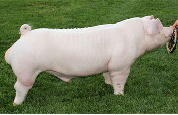 13 CHampion Purebred Barrow NBS Junior Barrow Classic