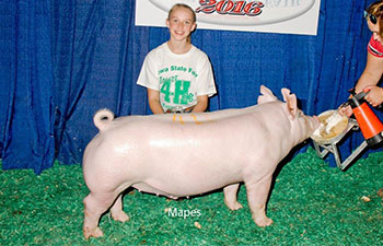 13 CHampion Purebred Barrow NBS Junior Barrow Classic