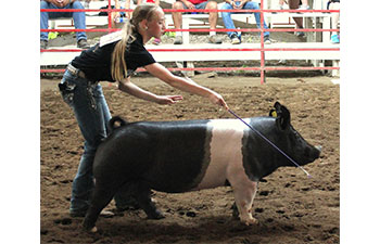 13 CHampion Purebred Barrow NBS Junior Barrow Classic