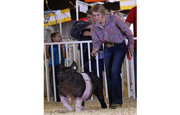 13 CHampion Purebred Barrow NBS Junior Barrow Classic