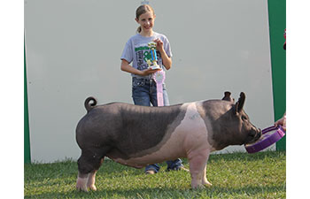 13 CHampion Purebred Barrow NBS Junior Barrow Classic