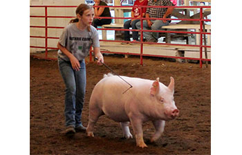 13 CHampion Purebred Barrow NBS Junior Barrow Classic